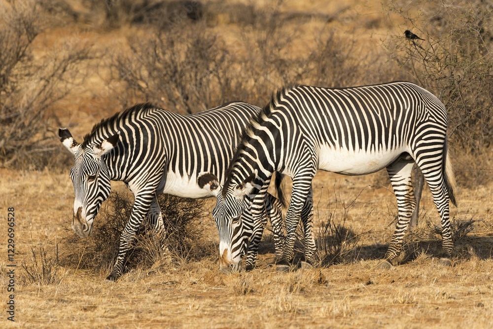 Grévy's zebras (Equus grevyi), grazing, Samburu National Reserve, Kenya, Africa Grévy's zebras (Equus grevyi), grazing, Samburu National Reserve, Kenya, Africa