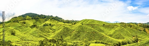 Tea plantations, Cameron Highlands, Tanah Tinggi Cameron, Malaysia, Asia