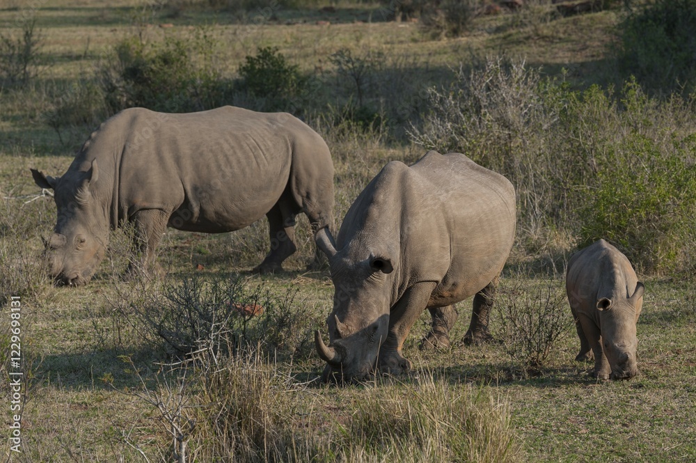 Grazing White Rhinoceroses (Ceratotherium simum) with young rhino, Soutpansberg, South Africa, Africa Grazing White Rhinoceroses (Ceratotherium simum) with young rhino, Soutpansberg, South Africa, Africa