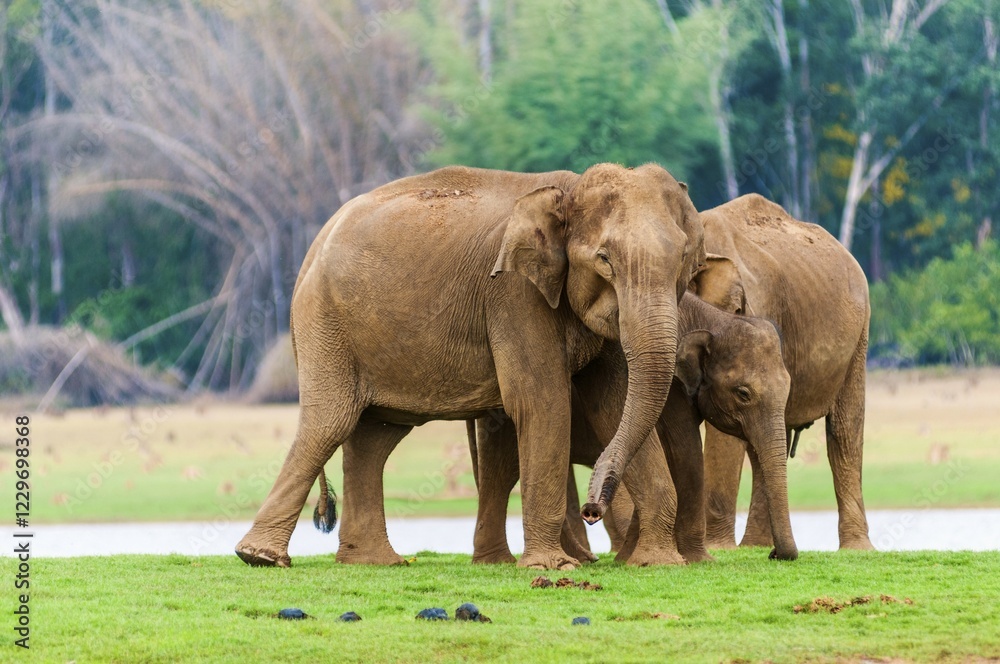 Fototapeta premium Family of Asian elephants or Indian elephants (Elephas maximus), Kabini River, Nagarhole National Park, Karnataka, India, Asia
