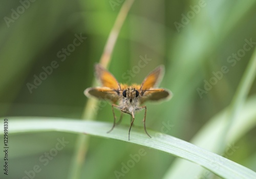 Small skipper (Thymelicus flavus), Rüsselsheim Stadtwald, Hesse, Germany, Europe photo