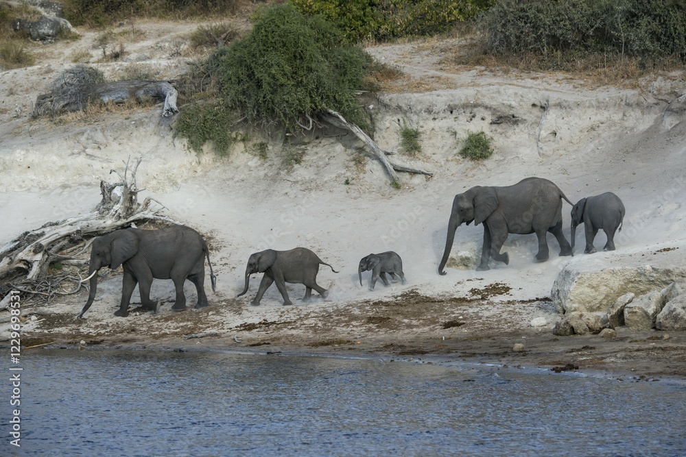 Fototapeta premium African bush elephants (Loxodonta africana), herd by Chobe River, Chobe National Park, Botswana, Africa