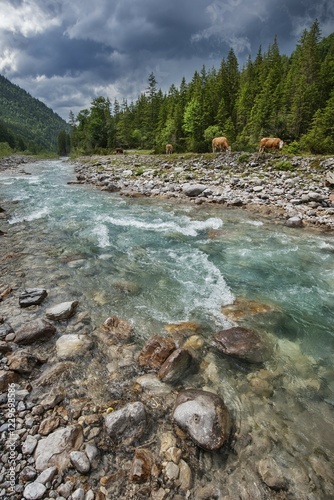 Grazing cows at the Rißbach creek with thunderstorm atmosphere, Rißbach Valley, Karwendel natural preserve, Tyrol, Austria, Europe photo