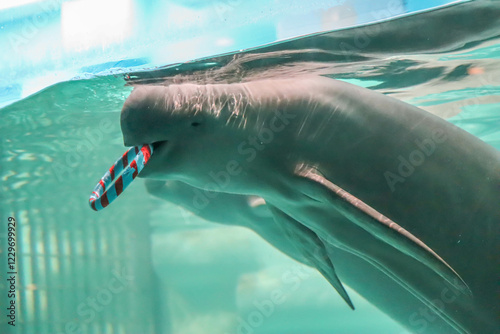 A dolphin swimming in a great pool