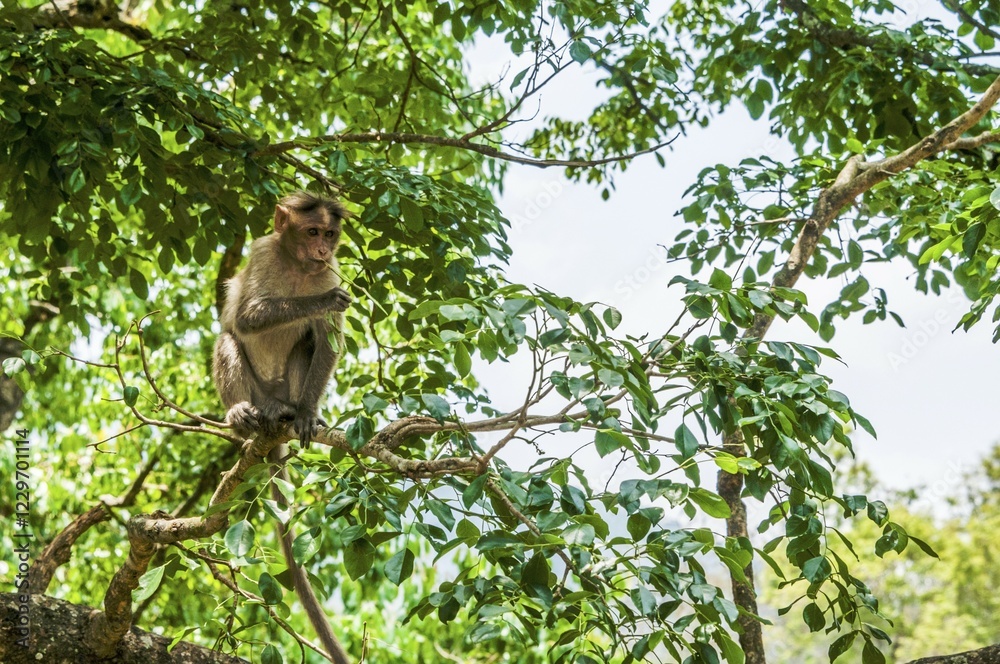 Fototapeta premium Rhesus macaque (Macaca mulatta) sitting on branch, Mudumalai National Park and Wildlife Sanctuary, Tamil Nadu, India, Asia