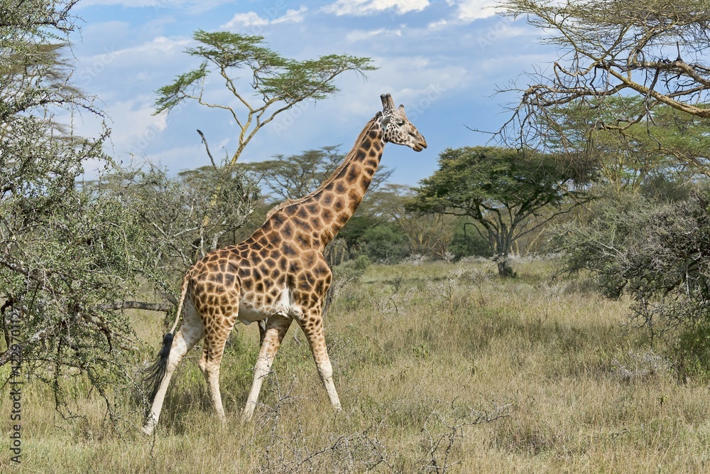 Obraz premium Rothschild's giraffe (Giraffa camelopardalis camelopardis) walking in bushland, Lake Nakuru National Park, Kenya, Africa
