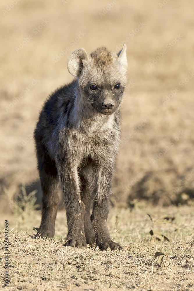 Fototapeta premium Spotted hyena (Crocuta crocuta), young, Ol Pejeta Conservancy, Kenya, Africa