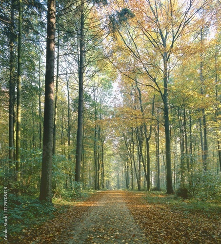 Path through deciduous forest in autumn, Baden-Wurttemberg, Germany, Europe