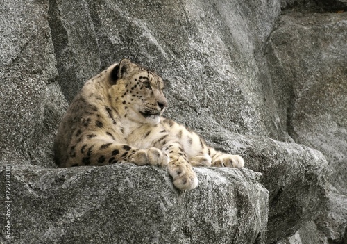 Snow leopard (Panthera uncia), resting on rocks, occurrence in Central Asia photo