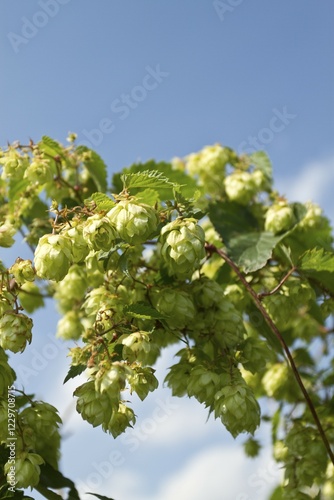 Wild Hops (Humulus lupulus) photo