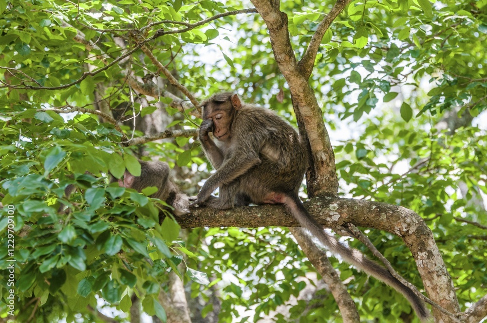 Rhesus macaque (Macaca mulatta) sitting on branch, Mudumalai National Park and Wildlife Sanctuary, Tamil Nadu, India, Asia Rhesus macaque (Macaca mulatta) sitting on branch, Mudumalai National Park and Wildlife Sanctuary, Tamil Nadu, India, Asia