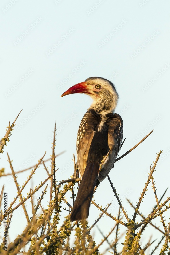 Obraz premium Red-billed hornbill (Tockus erythrorhynchus), sitting on bush, Mashatu Game Reserve, Tuli Block, Botswana, Africa