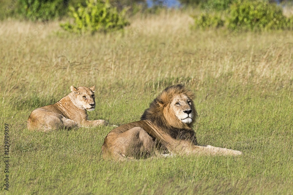 Fototapeta premium Lions (Panthera leo), pair of animals after mating, lying in the grass, Masai Mara, Narok County, Kenya, Africa