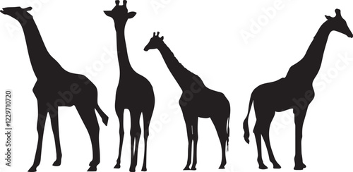 Photography giraffe silhouette set on transparent background