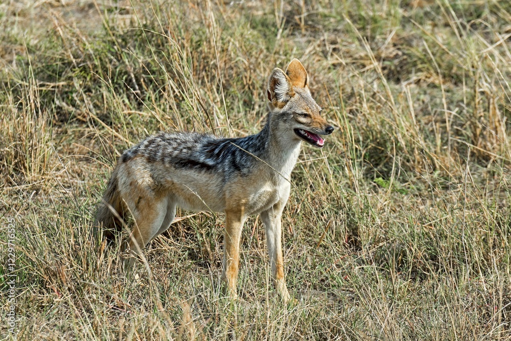 Black-backed Jackal (Canis mesomelas), Maasai Mara National Reserve, Kenya, Africa Black-backed Jackal (Canis mesomelas), Maasai Mara National Reserve, Kenya, Africa