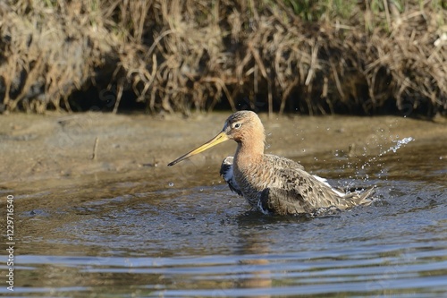 Black-tailed Godwit (Limosa limosa) taking a bath, Texel, West Frisian Islands, province of North Holland, The Netherlands, Europe photo