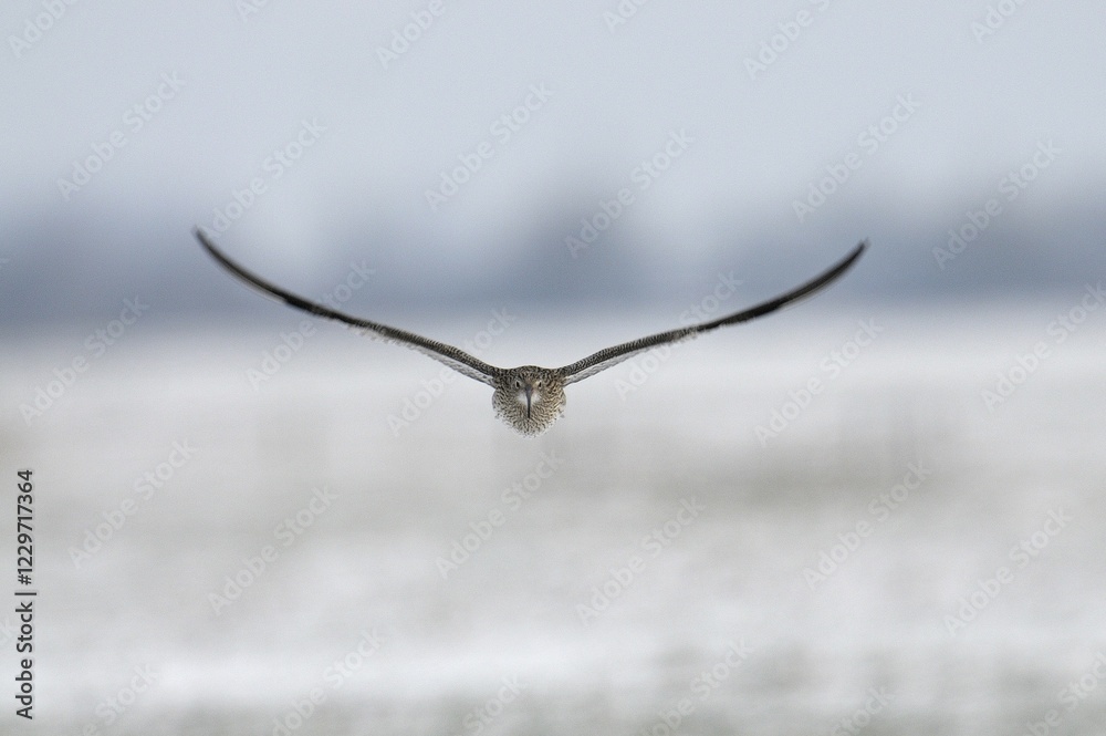 Eurasian Curlew (Numenius arquata) in flight Eurasian Curlew (Numenius arquata) in flight
