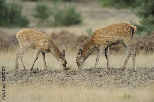 Red Deer (Cervus elaphus), deer rut, Hoge Veluwe National Park, Gelderland, Netherlands, Europe photo