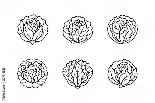lettuce line art vector illustration