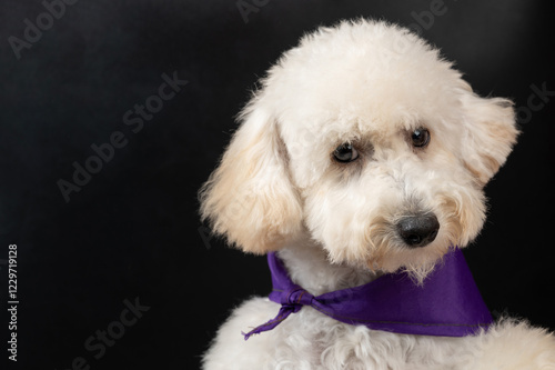 Furry white poodle dog headshot