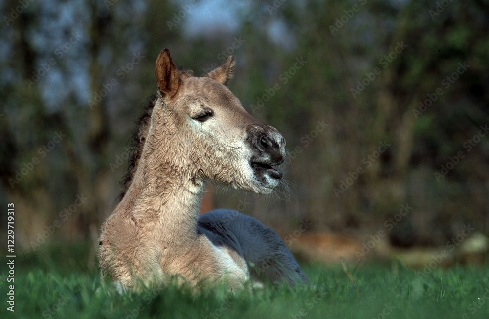 Naklejka premium Konik horse, foal, resting, Germany, Europe