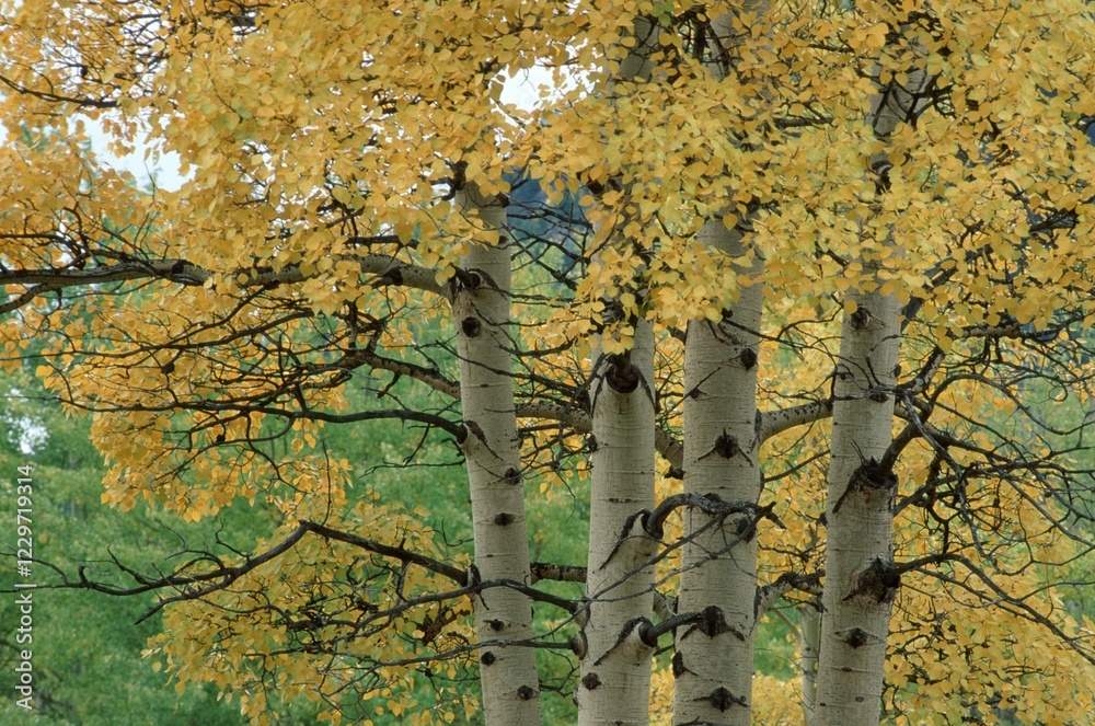 Quaking Aspen in autumn, Banff national park, Alberta, Canada / (Populus tremuloides)
