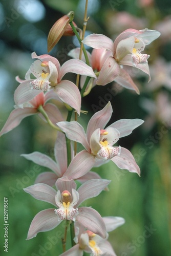 Orchid (Cymbidium hybride)