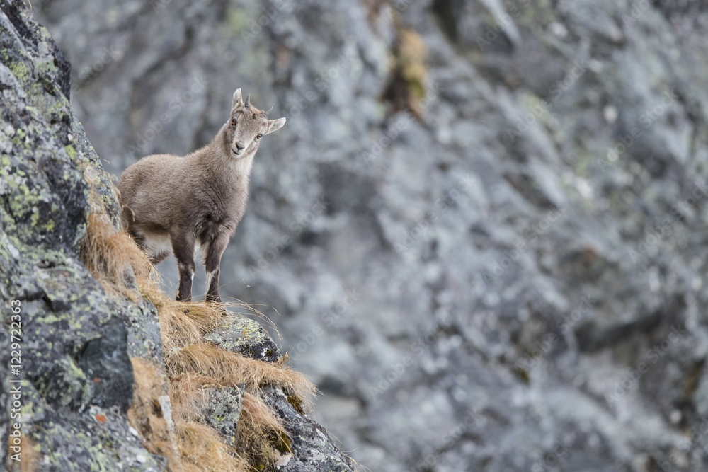Alpine Ibex (Capra Ibex), young animal, Stubai Valley, Tyrol, Austria, Europe Alpine Ibex (Capra Ibex), young animal, Stubai Valley, Tyrol, Austria, Europe