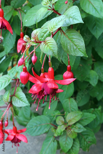 Closeup of Fuchsia flowers, Derbyshire England
 photo