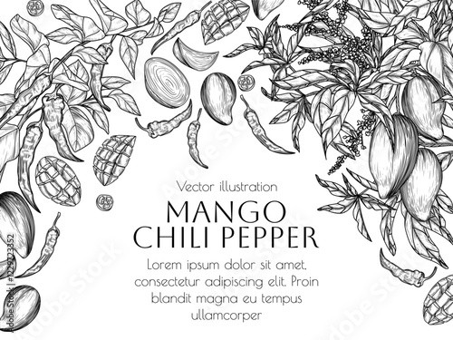 Vector illustration of mango chili flavor. Fruit branch and chili pepper, slices, pieces and whole fruits. Fragrant, spicy flavor label. Fruit and vegetable growing. Food banner