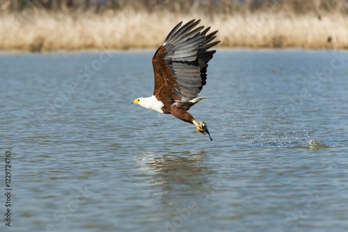 African fish eagle (Haliaeetus vocifer) with prey, Lake Baringo, Kenya, Africa photo