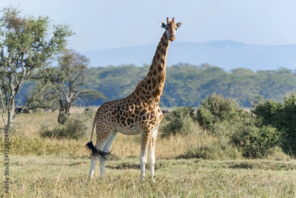 Rothschild's giraffe (Giraffa camelopardalis rothschildi), Lake Nakuru National Park, Kenya, Africa Rothschild's giraffe (Giraffa camelopardalis rothschildi), Lake Nakuru National Park, Kenya, Africa