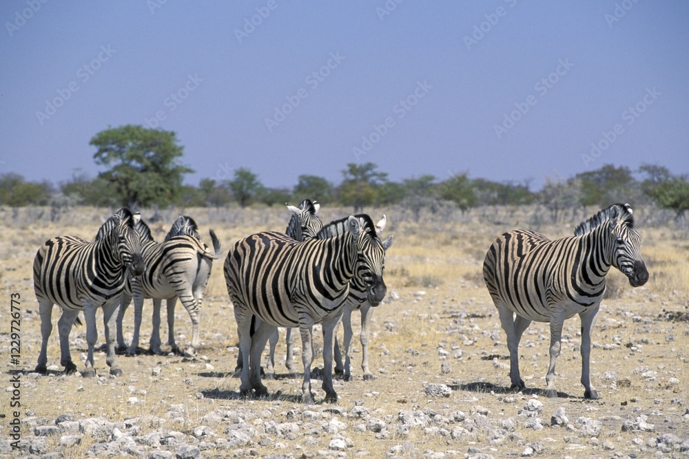 Fototapeta premium Zebras Etosha National Park Namibia