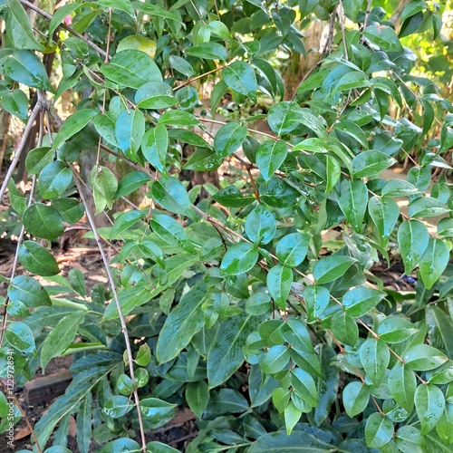 Pitangueira com frutos pitanga