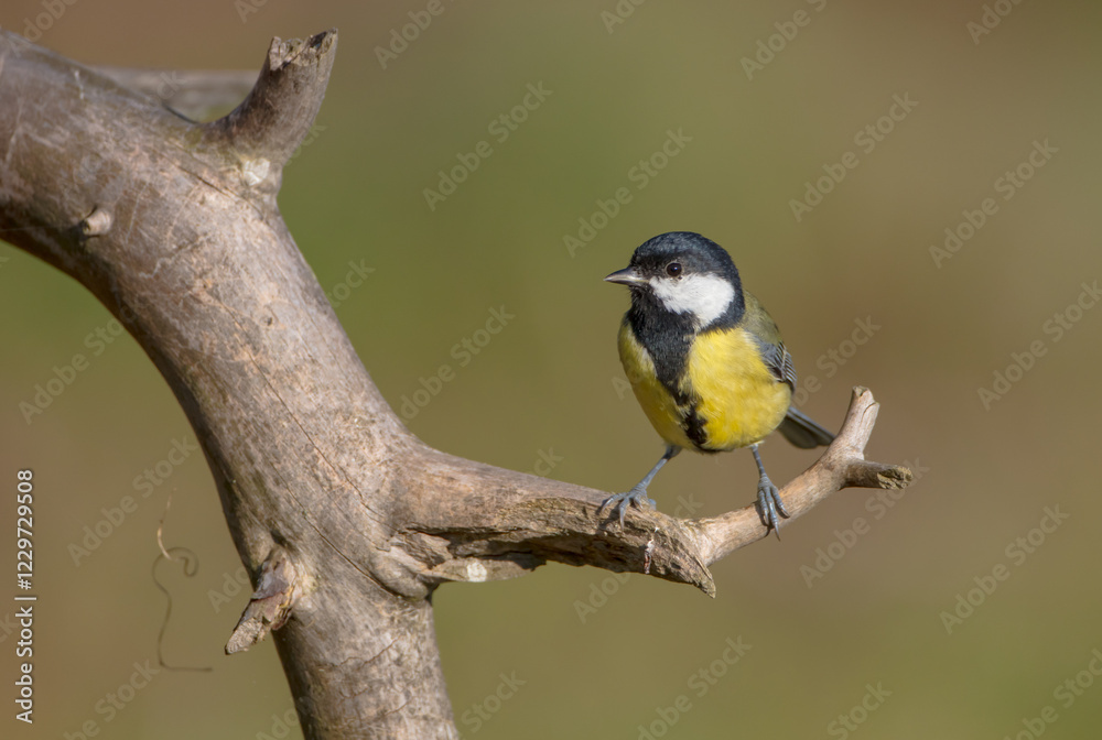 Great tit in autumn at a wet forest Great tit in autumn at a wet forest