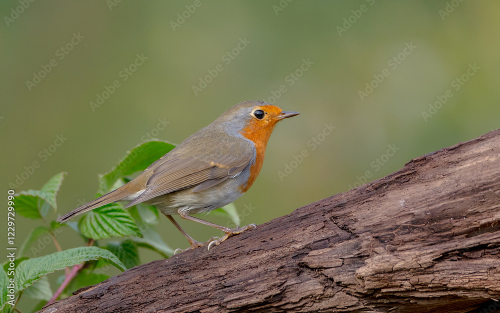 Fototapeta premium The European robin - at the wet forest in autumn