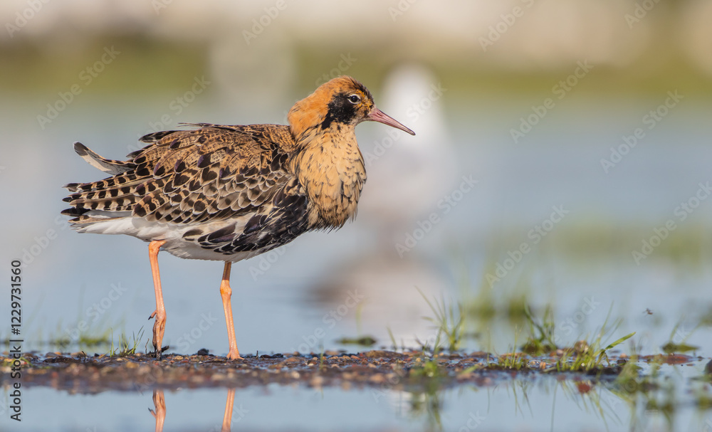 Ruff - male bird at a wetland on the mating season in spring