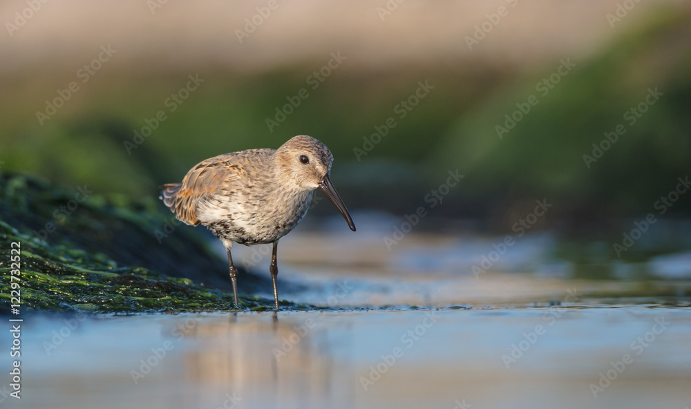 Dunlin - at a seashore on the autumn migration way Dunlin - at a seashore on the autumn migration way