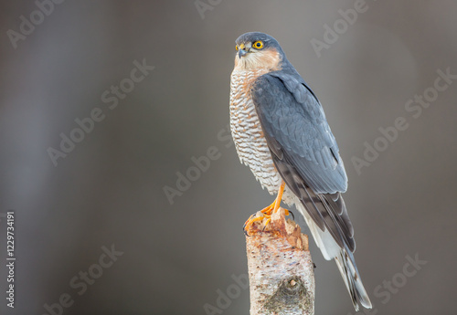 Eurasian Sparrowhawk - adult male at the wet forest in winter