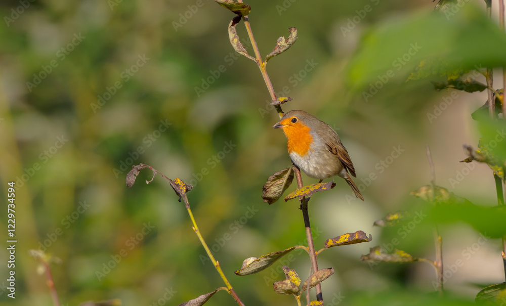 The European robin - at the wet forest in autumn The European robin - at the wet forest in autumn