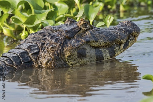 Yacare caiman (Caiman crocodilus yacara) with open mouth on shore, animal portrait, Pantanal, Mato Grosso, Brazil, South America photo