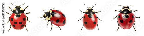 Close up macro shot of a vibrant red ladybug or ladybird with distinctive black spots on its shiny rounded shell like body against a plain white background photo