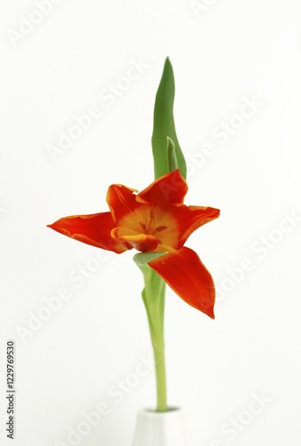 Red Tulip (Tulipa)