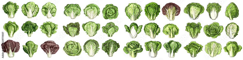 Assortment of Fresh Green Leafy Vegetables including Lettuce Cabbage Broccoli and More on White Background  Healthy Organic Nutritious Ingredients for Salads Cooking and Healthy Eating