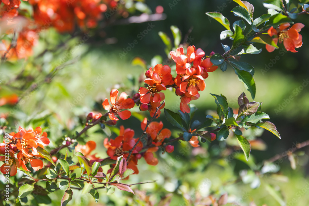 Branches with bright red flowers, close-up photo with selective focus Branches with bright red flowers, close-up photo with selective focus