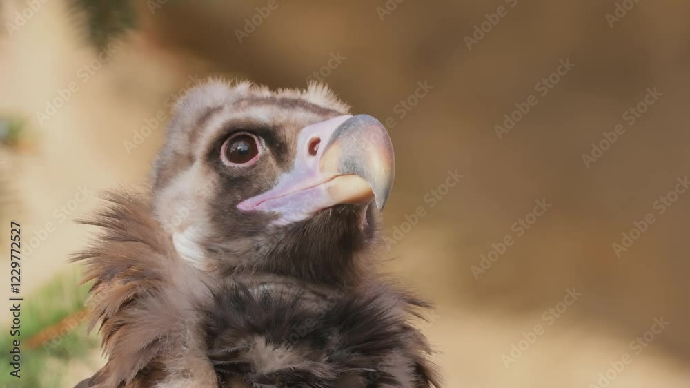 Close-up Profile of a Cinereous Vulture, Showing Detailed Feathering and Eye Close-up Profile of a Cinereous Vulture, Showing Detailed Feathering and Eye