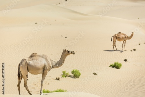 Dromedaries (Camelus dromedarius) in sand dunes, Rub' al Khali desert, United Arab Emirates, Asia photo