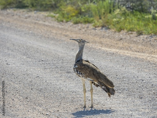 Kori bustard (Ardeotis kori) on gravel road, Okaukuejo, Etosha National Park, Region Outjo, Namibia, Africa photo