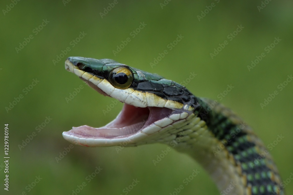 Fototapeta premium Mexican Parrot Snake (Leptophis mexicanus), Corozal District, Belize, Central America