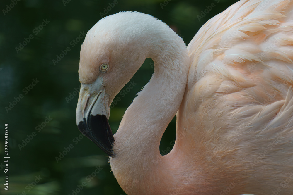Fototapeta premium close up of a pink flamingo